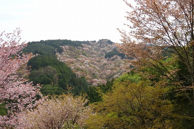 吉野の桜