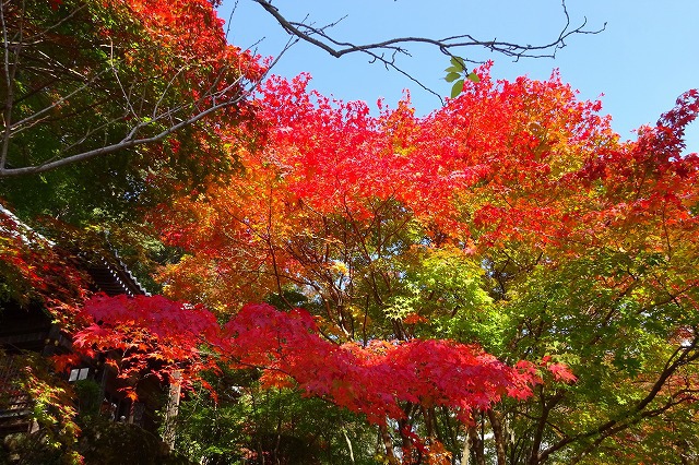 花の寺の紅葉