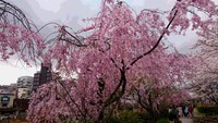 今日の桜情報