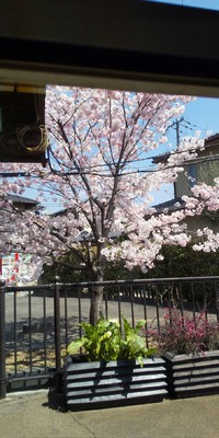 嵐電の御室仁和寺駅の桜