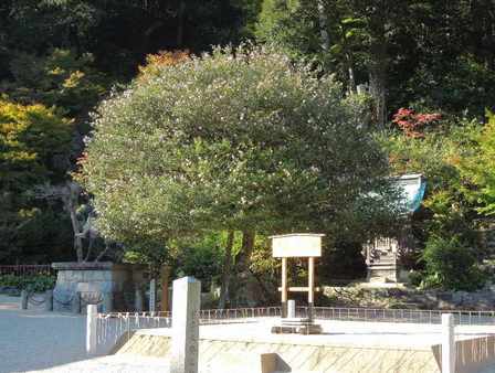 宮津山王宮日吉神社　樹齢３７０年ほどの山茶花
