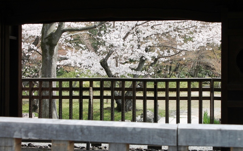 文人趣味に溢れる魅惑の庭園　　渉成園の桜