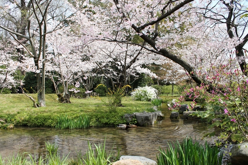 文人趣味に溢れる魅惑の庭園　　渉成園の桜