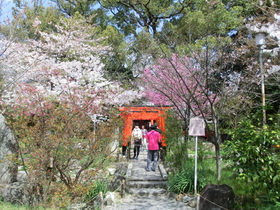 桜　平野神社