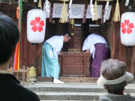 桜　平野神社