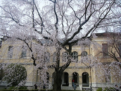 3/26の京都御苑近辺の桜の模様です。