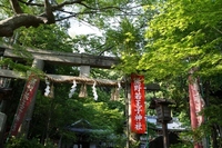 新緑の熊野若王子神社