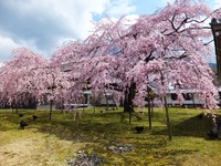 醍醐寺霊宝館の染井吉野の大樹見事！