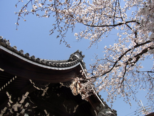 仏光寺の桜