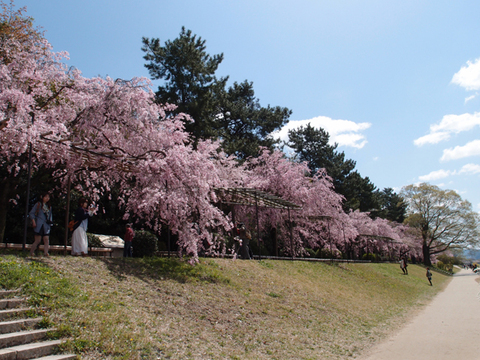 半木の道 4月8日