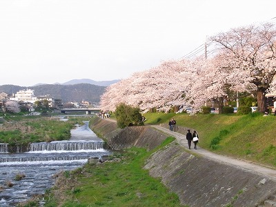 高野川沿いの桜は満開