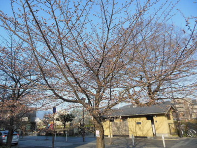五条大橋の桜とモクレン