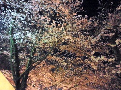 2012年4月　－平野神社の夜桜②－