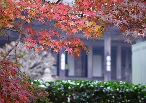 大原 紅葉の勝林院