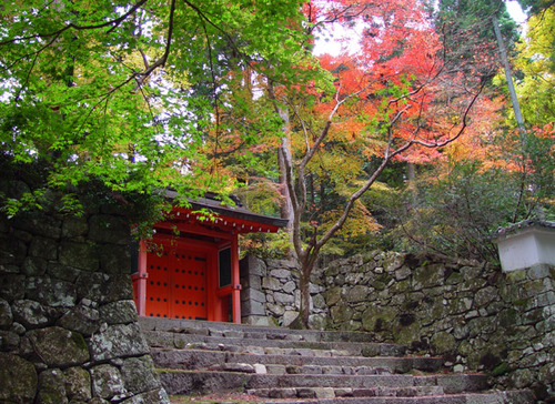紅葉の大原 来迎院へ・・・