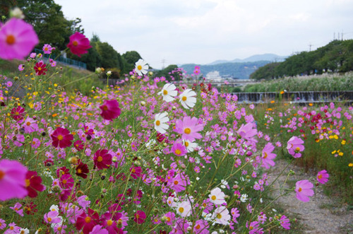 コスモス咲く 高野川