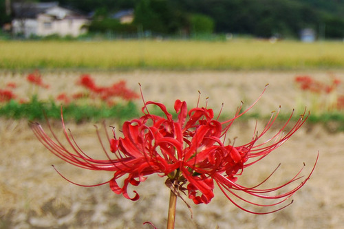 彼岸花咲く 北嵯峨