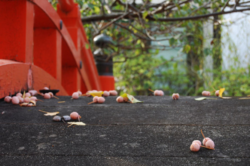下鴨神社 秋だより