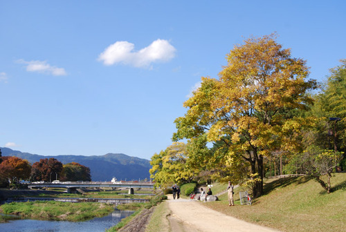 秋景色 賀茂川の黄葉