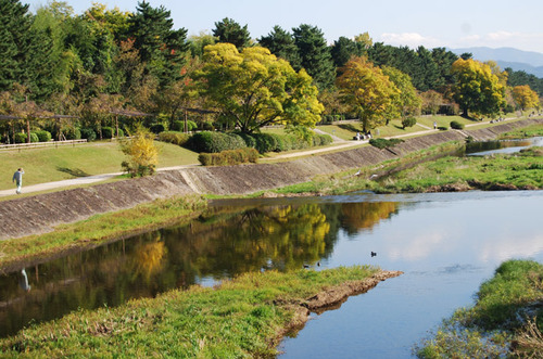 秋景色 賀茂川の黄葉