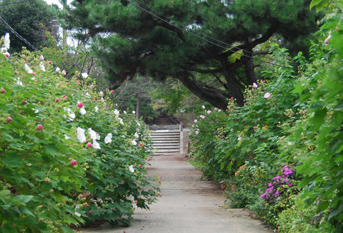 酔芙蓉 百万遍・知恩寺