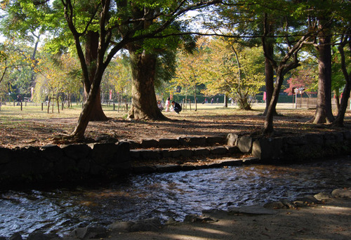 上賀茂神社の秋