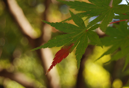 上賀茂神社の秋