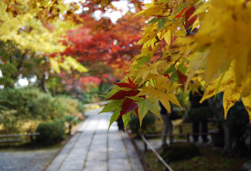 紅葉の常寂光寺