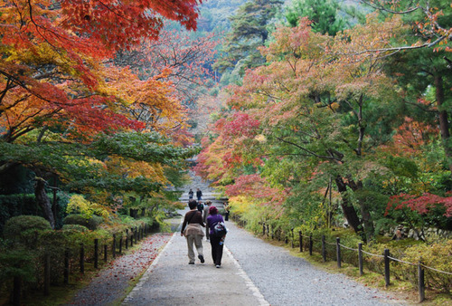 二尊院 紅葉の馬場