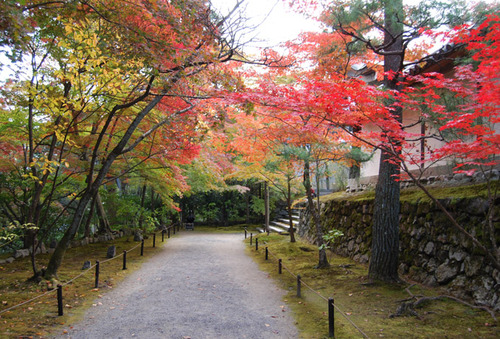 二尊院 紅葉の馬場