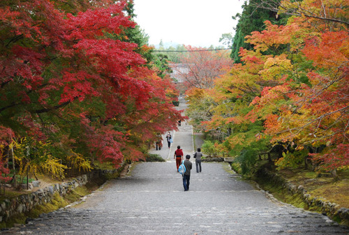 二尊院 紅葉の馬場
