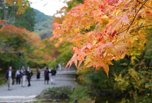 二尊院 紅葉の馬場