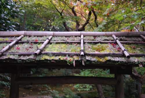 早い紅葉 厭離庵 嵯峨野