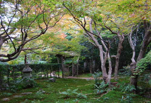 早い紅葉 厭離庵 嵯峨野