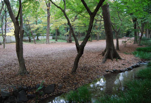 下鴨神社の糺の森