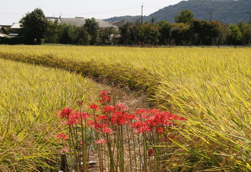 彼岸花咲く 北嵯峨