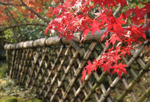 鷹ヶ峰 光悦寺