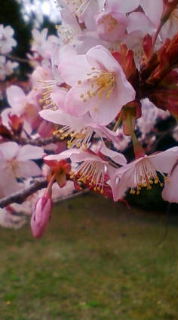 寒いのか、花粉か