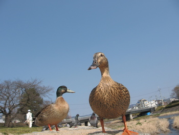 賀茂川の鴨