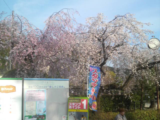 動物園の中の桜と醍醐寺の予定変更