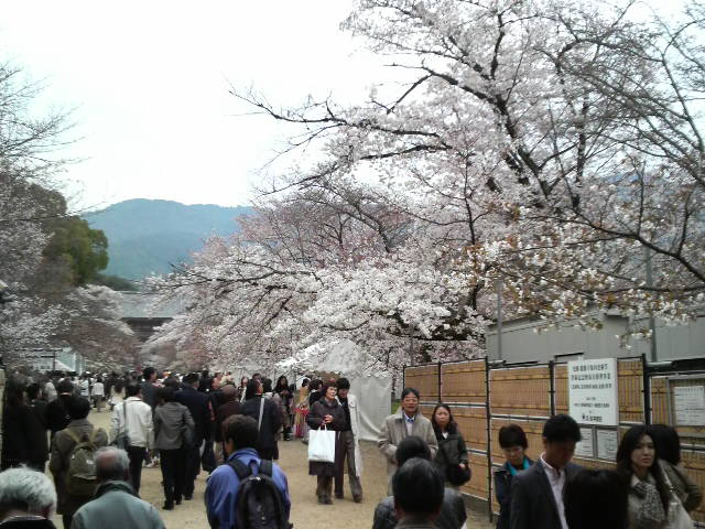 醍醐の桜