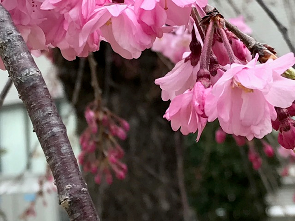 しだれ桜アップ しだれ桜アップ