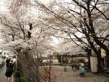 京の春！（其の３）