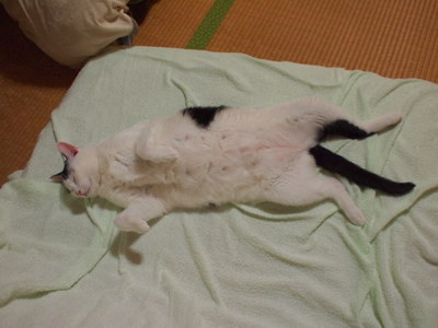 本日の二枚 ~ホルス~