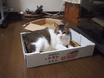本日の一枚 ~のら~