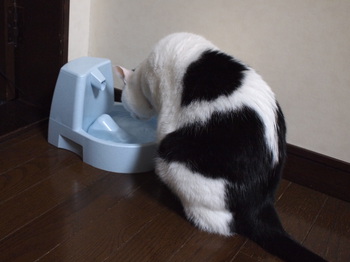 本日の一枚 ~ホルス~