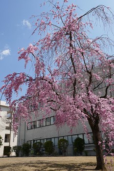 キャンパスの枝垂れ桜　花のある大学47