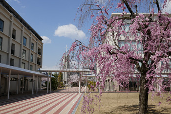 キャンパスの枝垂れ桜　花のある大学47