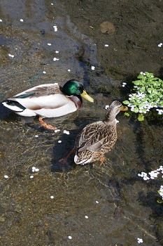 疎水で鴨の夫婦を見ました　花のある大学61