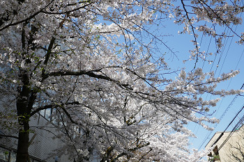 桜のアーチのような　花のある大学62